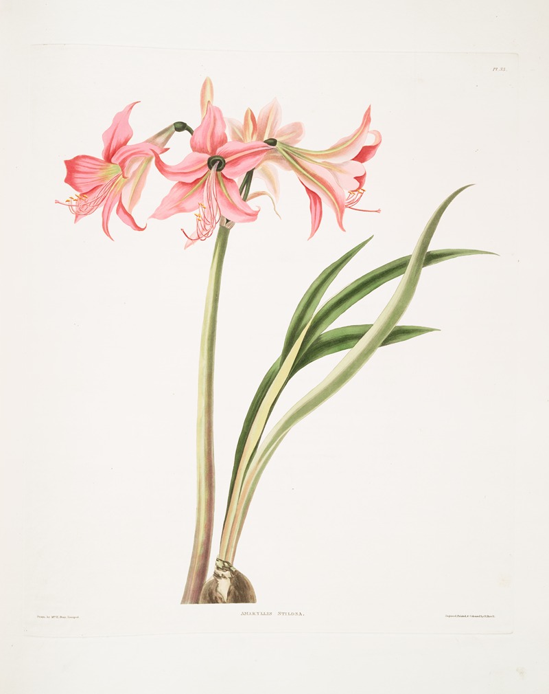 Amaryllis stilosa by Priscilla Susan Bury, 1834 — digital art print download