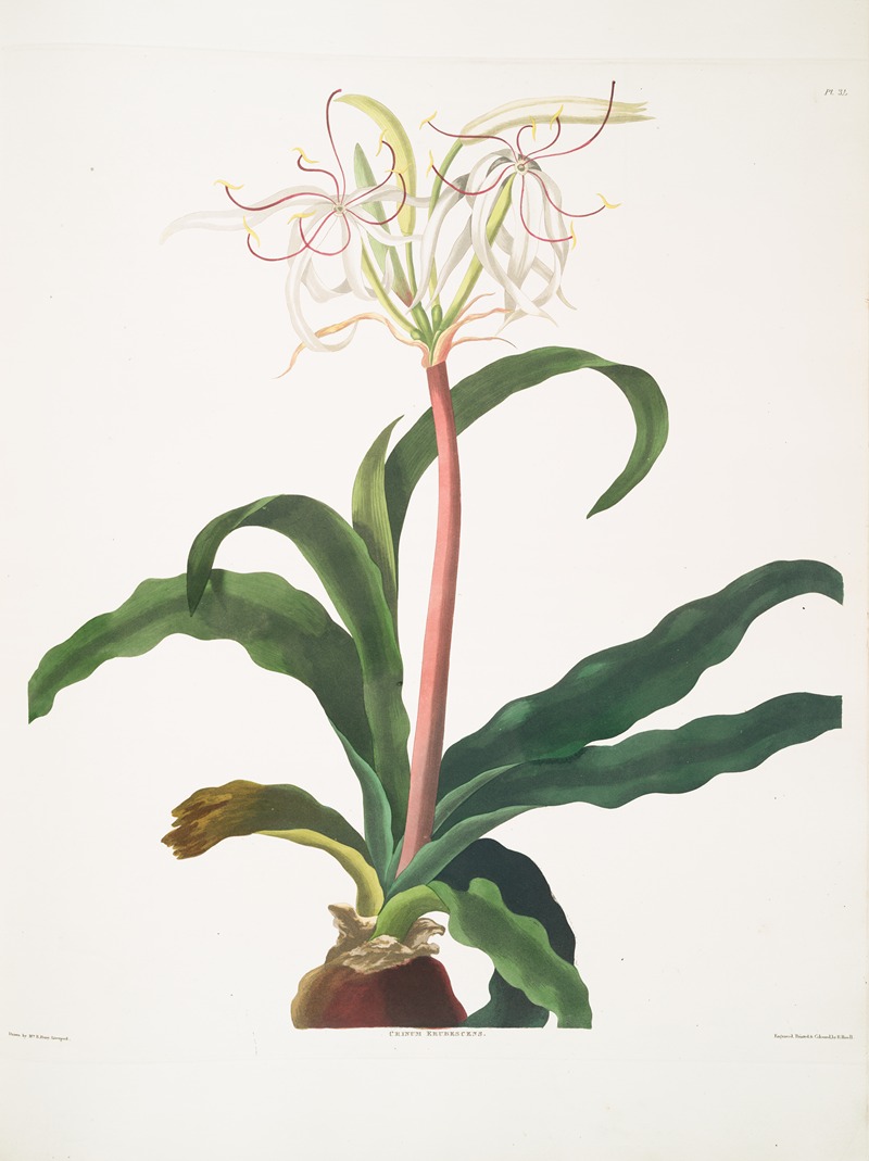 Crinum erubescens by Priscilla Susan Bury, 1834 — digital art print download