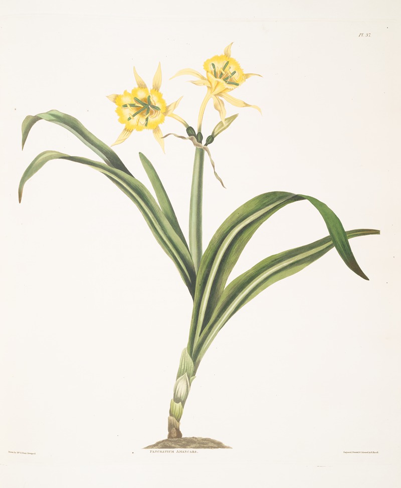 Pancratium amancaes by Priscilla Susan Bury, 1834 — digital art print download