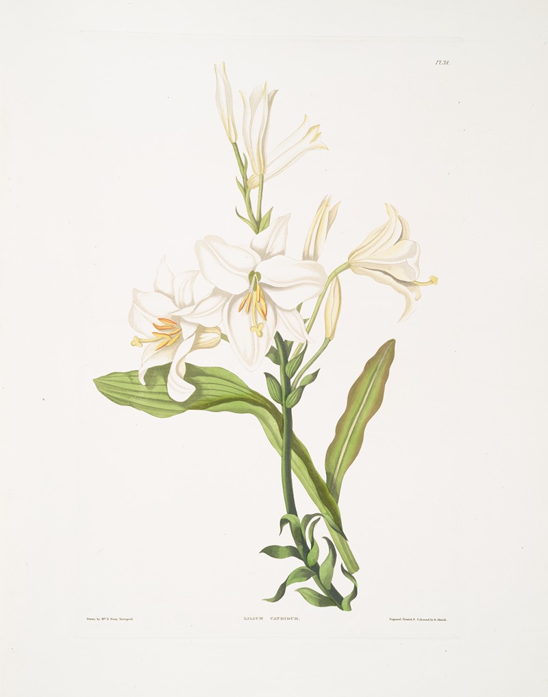 Lilium candidum by Priscilla Susan Bury, 1834 — digital art print download