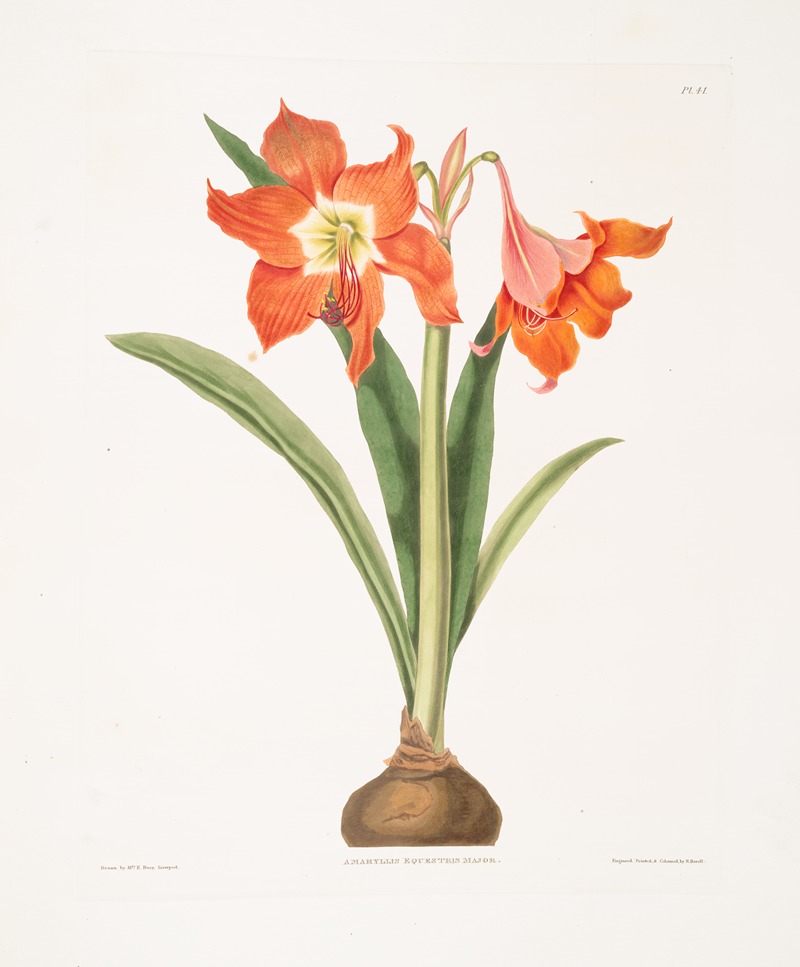 Amaryllis equestris (major) by Priscilla Susan Bury, 1834 — digital art print download