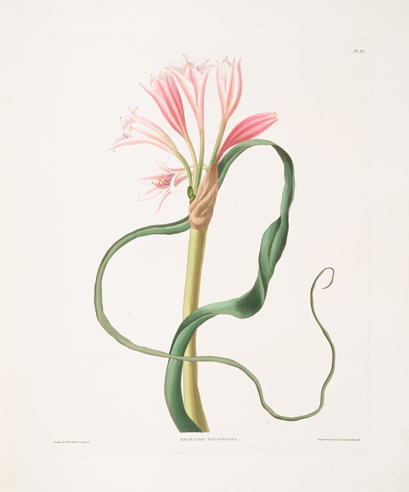 Amaryllis longifolia (glauca) by Priscilla Susan Bury, 1834 — digital art print download