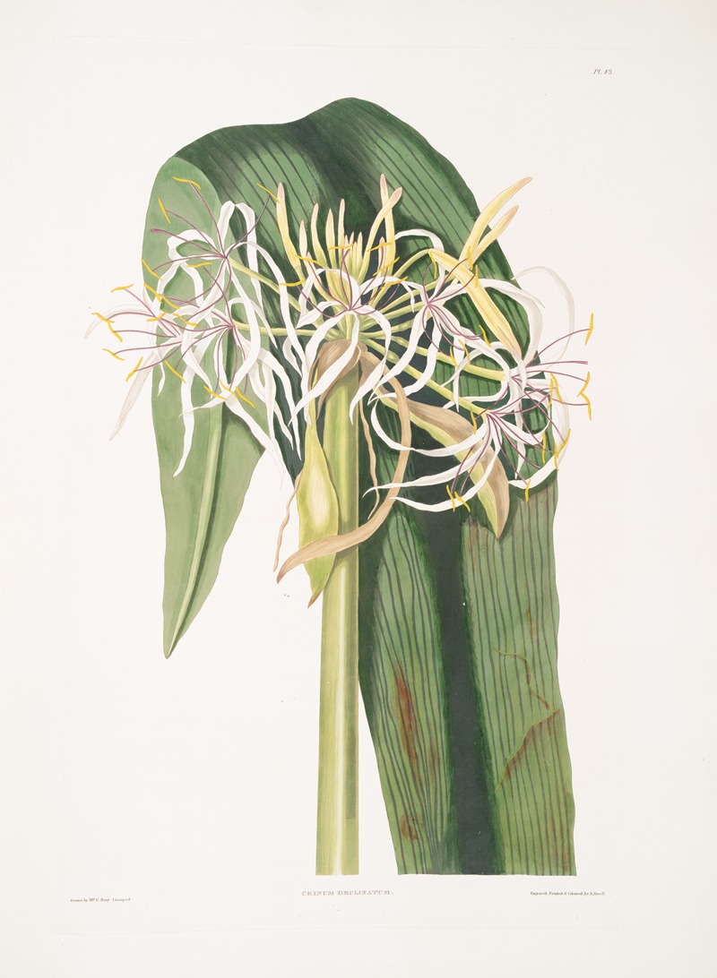 Crinum declinatum by Priscilla Susan Bury, 1834 — digital art print download