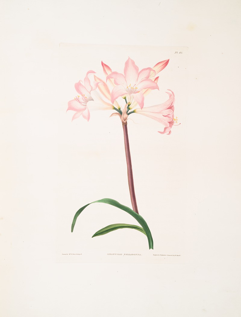 Amaryllis belladonna by Priscilla Susan Bury, 1834 — digital art print download
