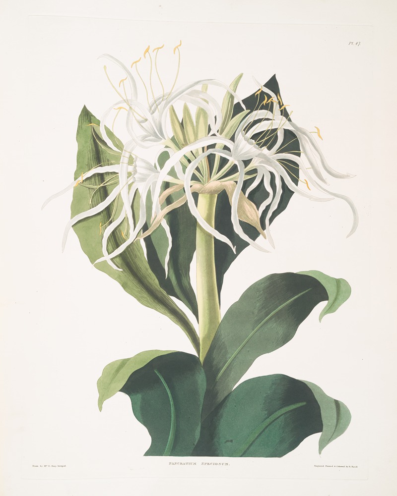 Pancratium specidsum by Priscilla Susan Bury, 1834 — digital art print download