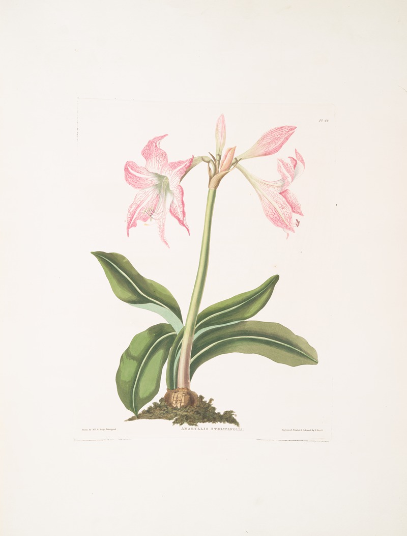 Amaryllis steilatafolia by Priscilla Susan Bury, 1834 — digital art print download