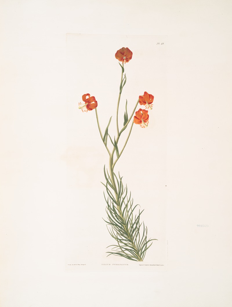 Lilium pyrenaicum by Priscilla Susan Bury, 1834 — digital art print download