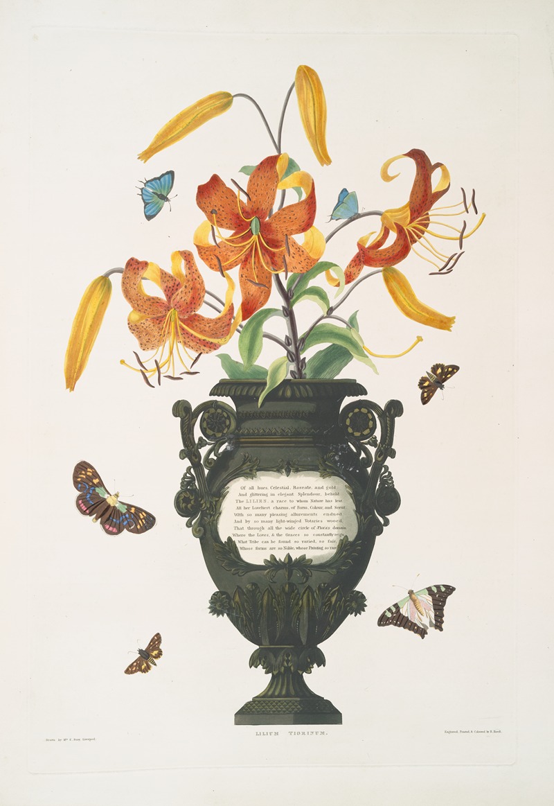 Lilium tigrinum by Priscilla Susan Bury, 1834 — digital art print download