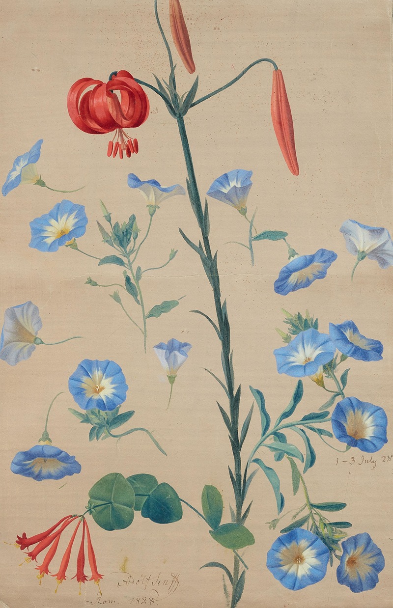 Türkenbundlilie, Ackerwinden und Geissbla — Adolf Carl Senff