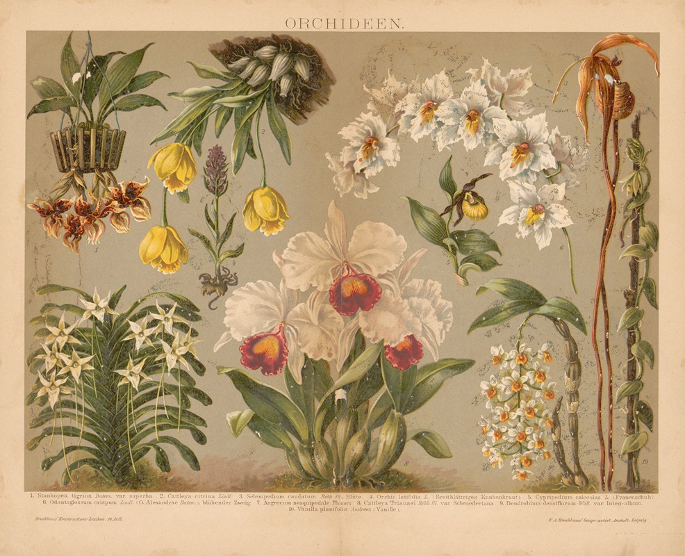Orchideen by Ф.А. Брокгауз, 1897 — digital art print download