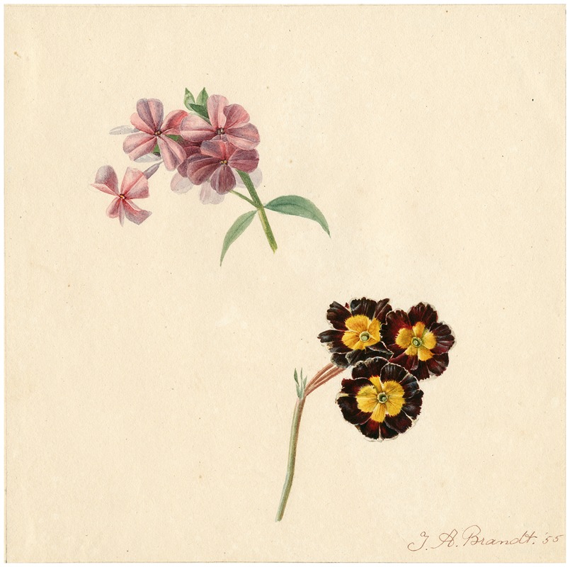 Phlox and primula by Albertus Jonas Brandt, 1855 — digital art print download