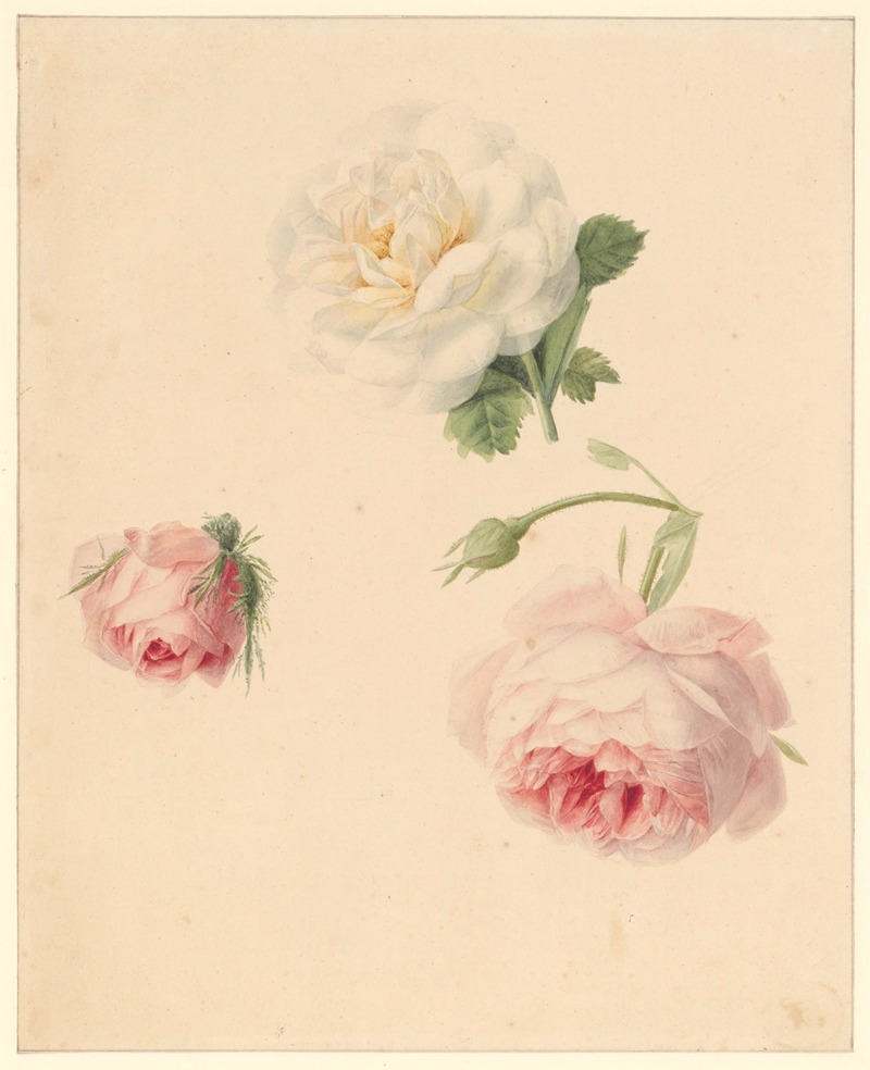 Studie van rozen by Albertus Jonas Brandt, 1800-1821 — digital art print download
