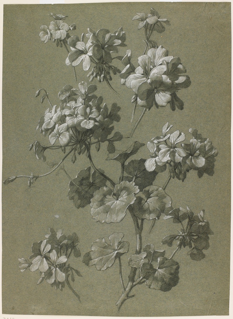 Geranium (Pelargonium sp.) by Французская школа, c. 1800 — digital art print download