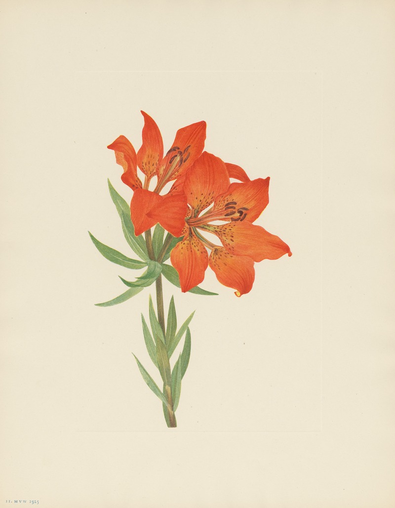 Red Lily (Lilium montanum) — Mary Vaux Walcott