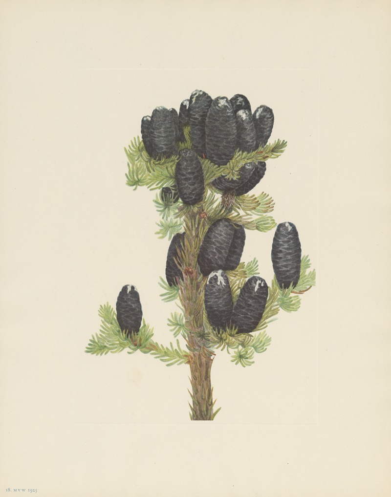 Alpine Fir (Abies lasiocarpa) — Mary Vaux Walcott