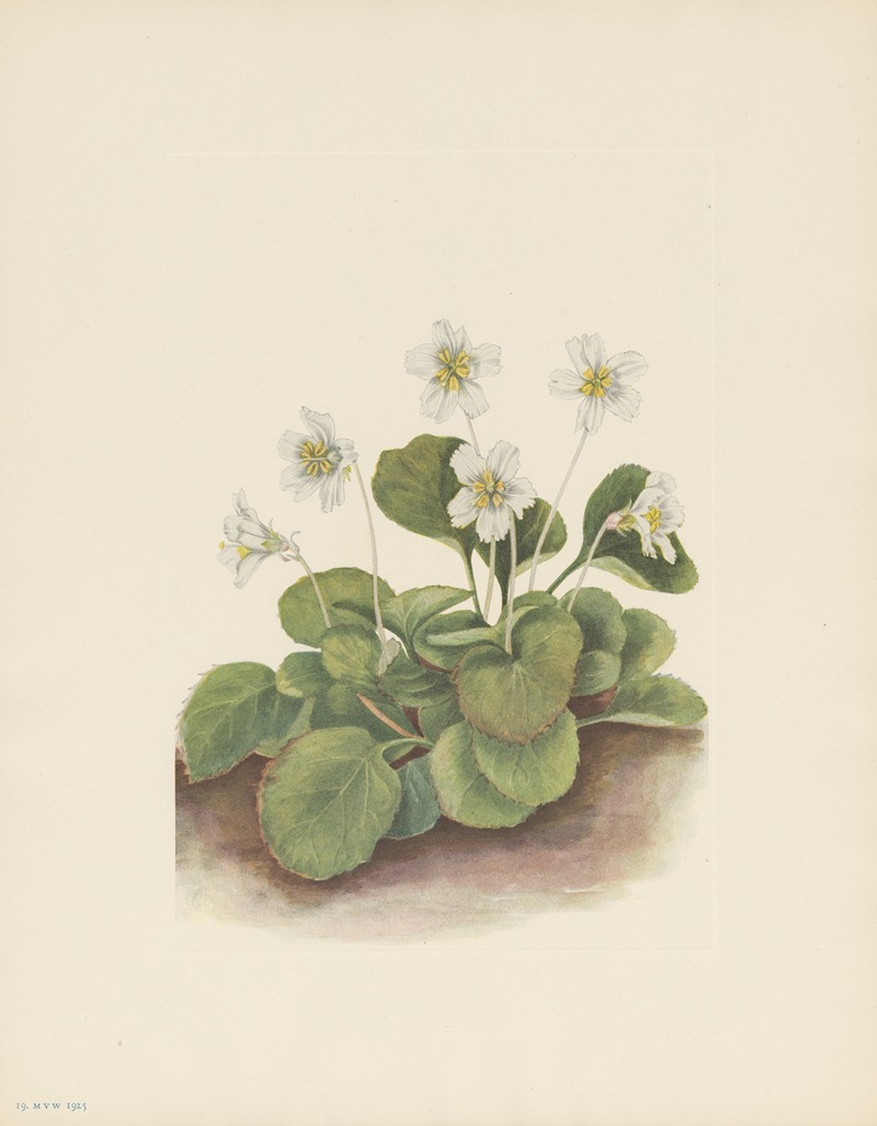 Oconee-bells (Shortia galacifolia) by Мэри Вокс Уолкотт, 1925 — digital art print download