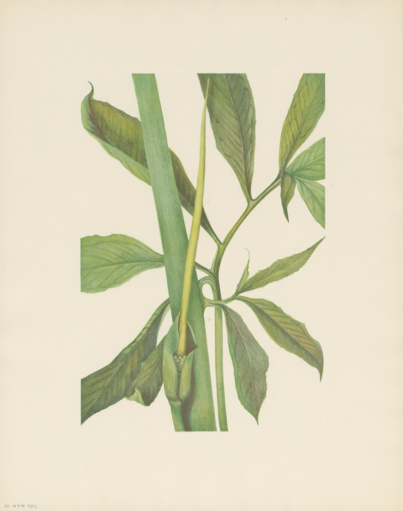 Greendragon (Arisaema dracontium) by Мэри Вокс Уолкотт, 1925 — digital art print download