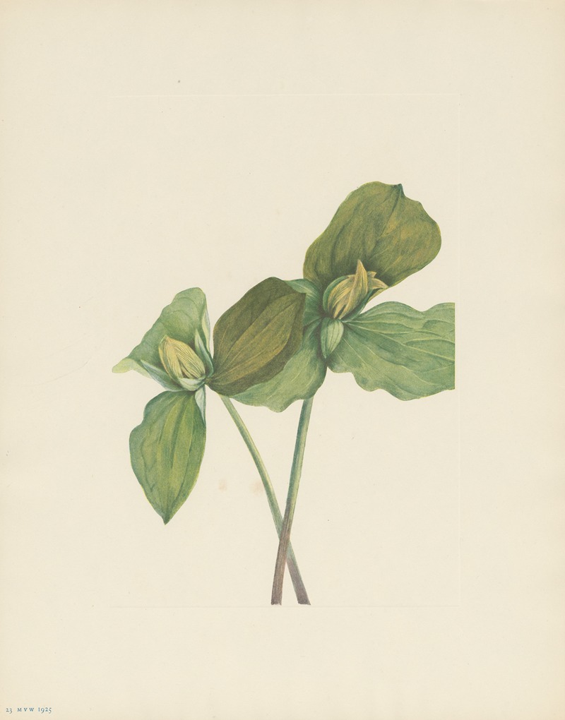 Toad Trillium (Trillium sessile) by Мэри Вокс Уолкотт, 1925 — digital art print download