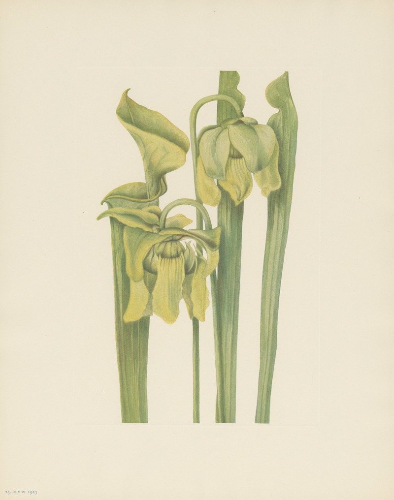 Trumpetleaf (Sarracenia flava) — Мэри Вокс Уолкотт