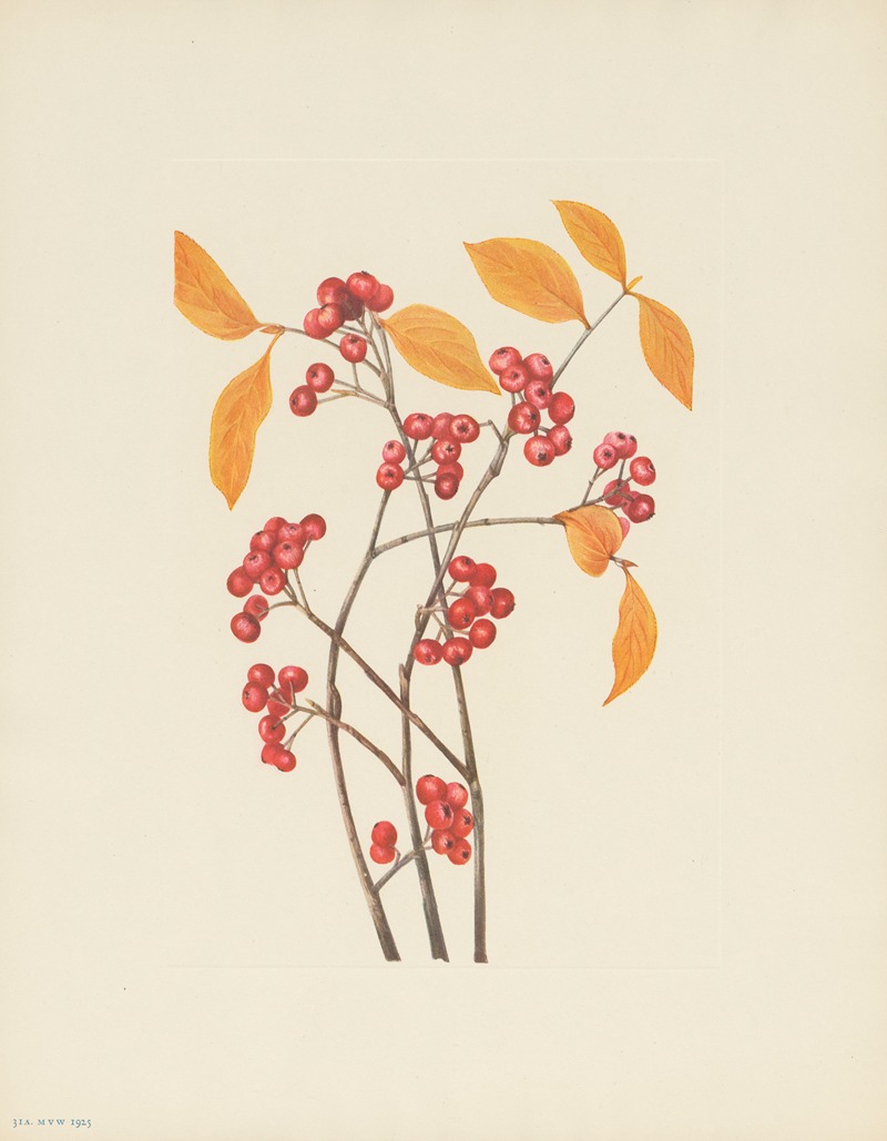 a Red Chokeberry (fruit) (Aronia arbutifolia) — Mary Vaux Walcott