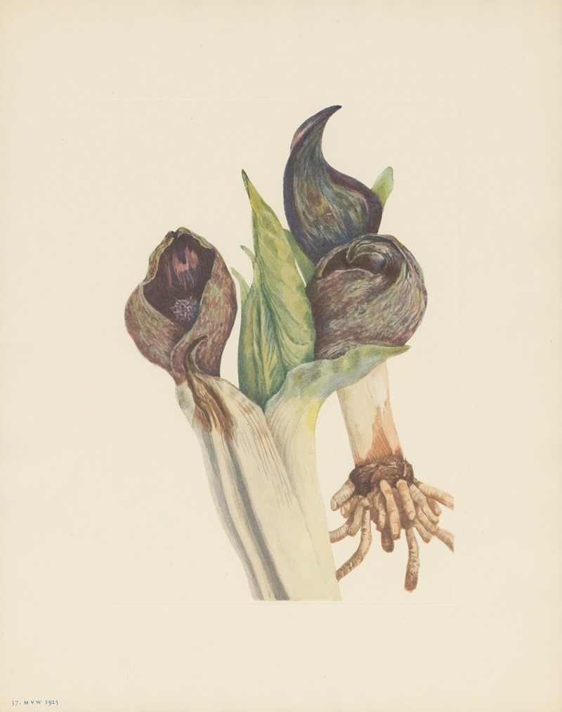 Skunkcabbage (Spathyema foetida) by Mary Vaux Walcott, 1925 — digital art print download
