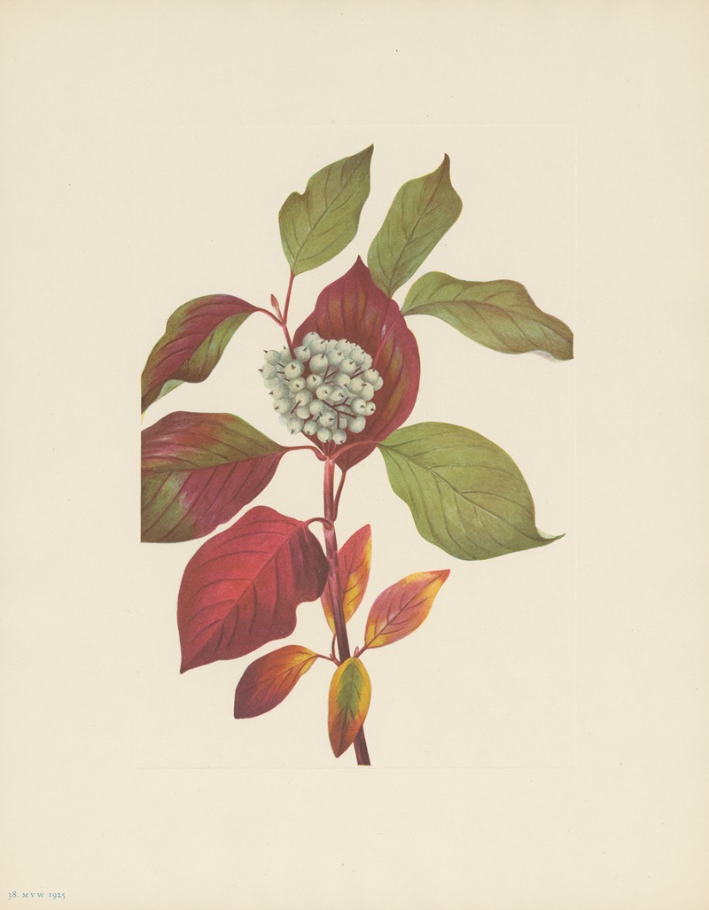 Red-osier Dogwood (Cornus stolonifera) — Мэри Вокс Уолкотт