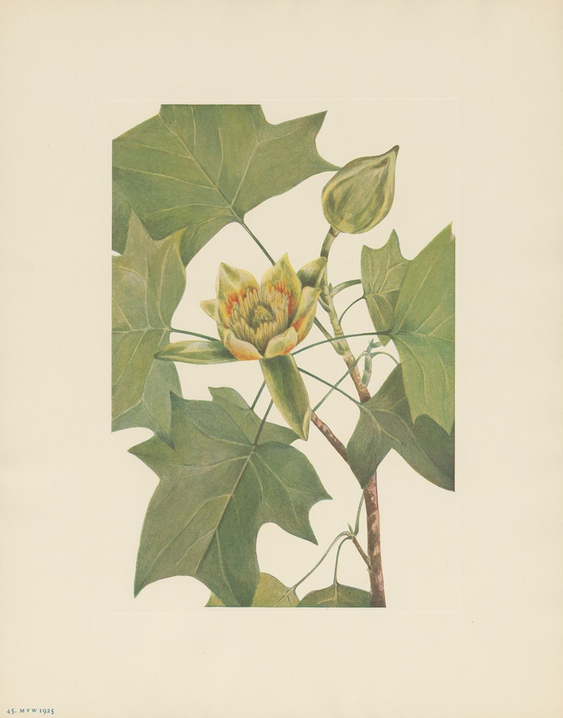 Tuliptree (Liriodendron tulipifera) by Мэри Вокс Уолкотт, 1925 — digital art print download