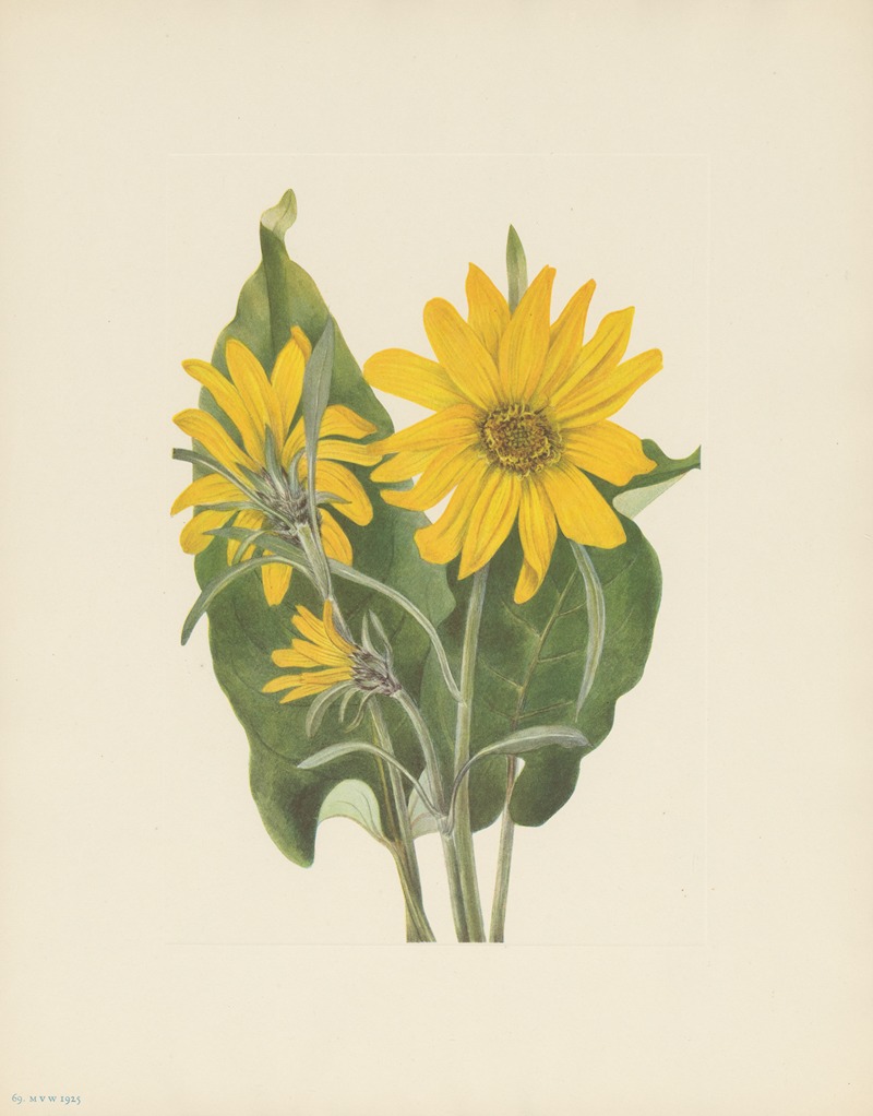 Balsamroot (Balsamorhiza sagittata) — Mary Vaux Walcott