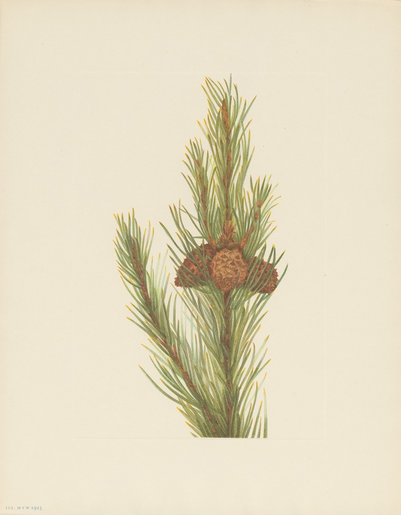 Lodgepole Pine (Pinus contorta murrayana) — Мэри Вокс Уолкотт