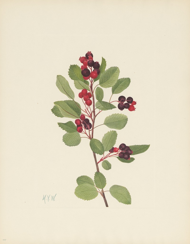 Saskatoon (Amelanchier alnifolia) by Мэри Вокс Уолкотт, 1925 — digital art print download
