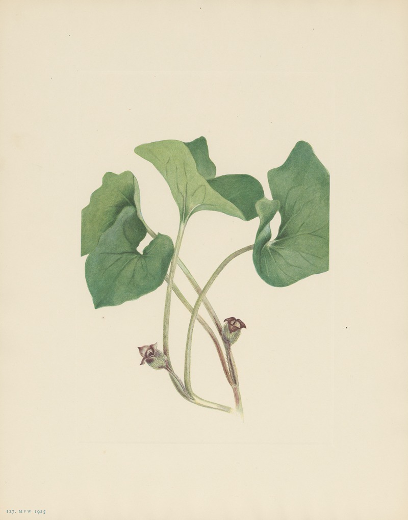 Canada Wildginger (Asarum canadense) by Мэри Вокс Уолкотт, 1925 — digital art print download