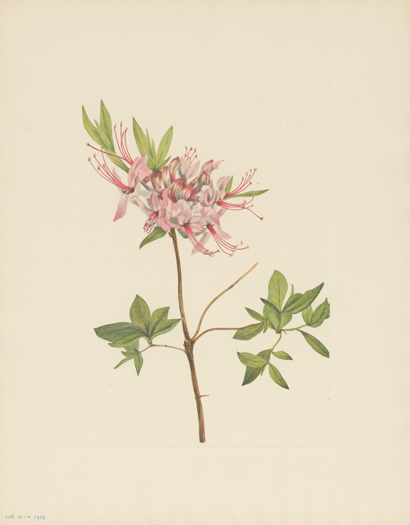Pinxterbloom (Azalea nudiflora) by Мэри Вокс Уолкотт, 1925 — digital art print download