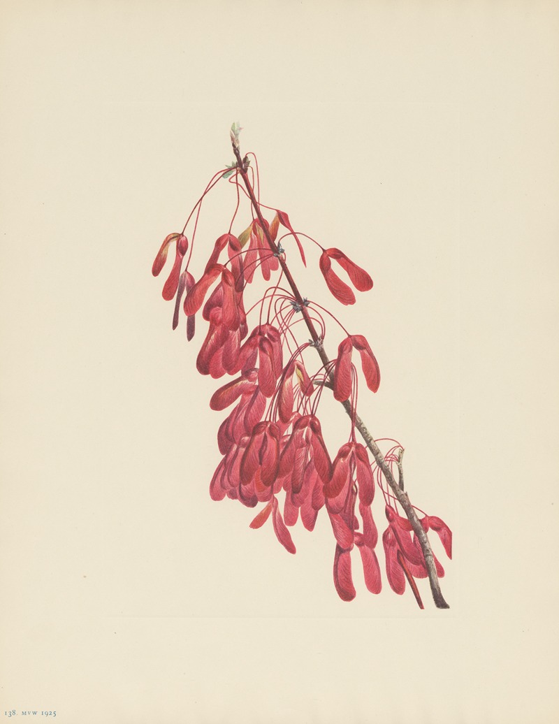 Carolina Maple (Acer carolinianum) by Мэри Вокс Уолкотт, 1925 — digital art print download