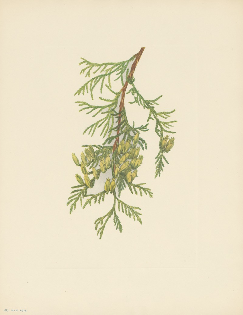 Giant Arborvitae (Thuja plicata) by Мэри Вокс Уолкотт, 1925 — digital art print download