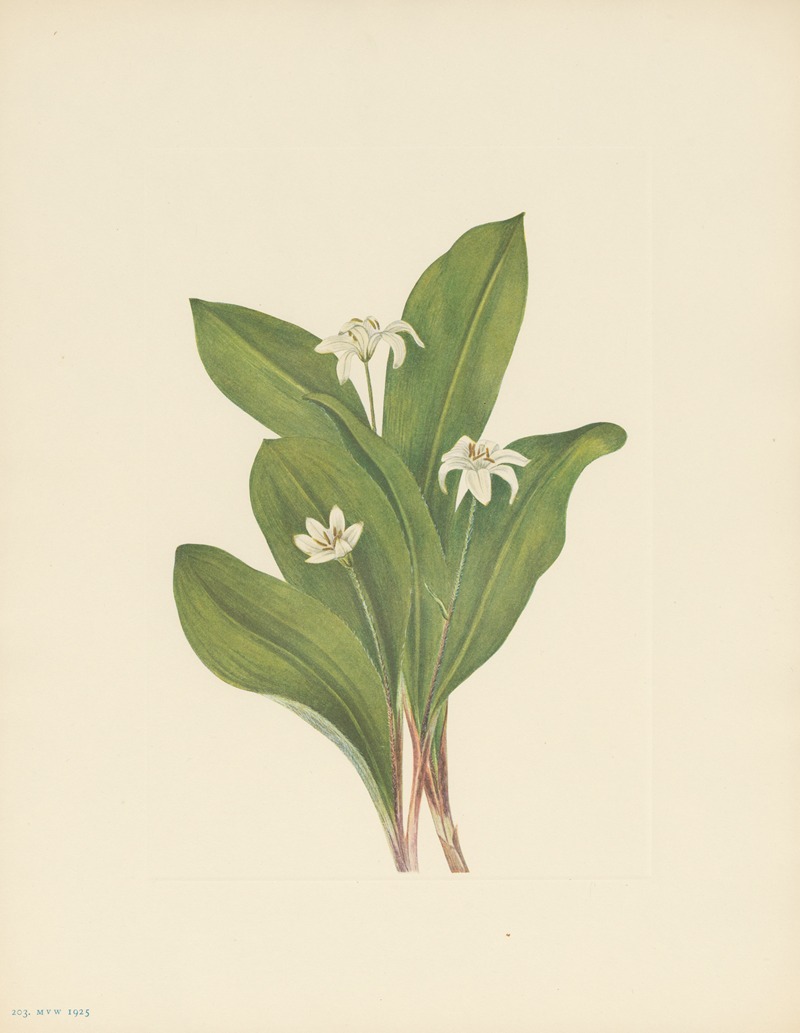 Queencup (flower) (Clintonia uniflora) — Mary Vaux Walcott