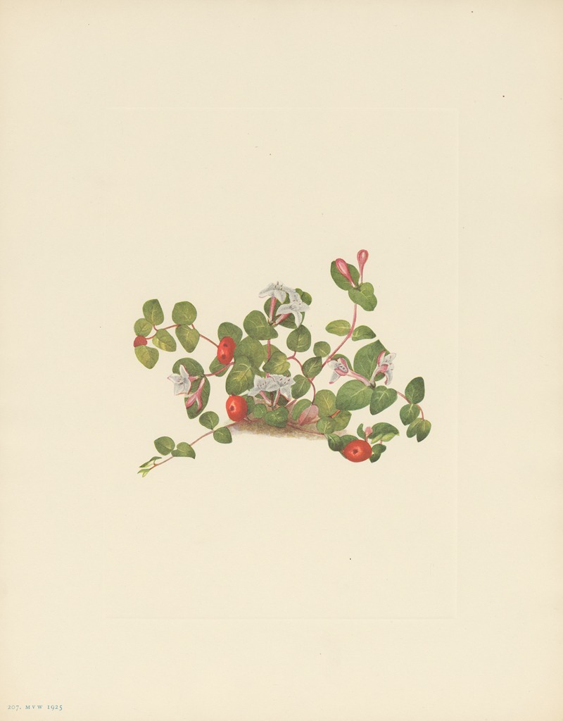 Partridgeberry (Mitchella repens) by Мэри Вокс Уолкотт, 1925 — digital art print download