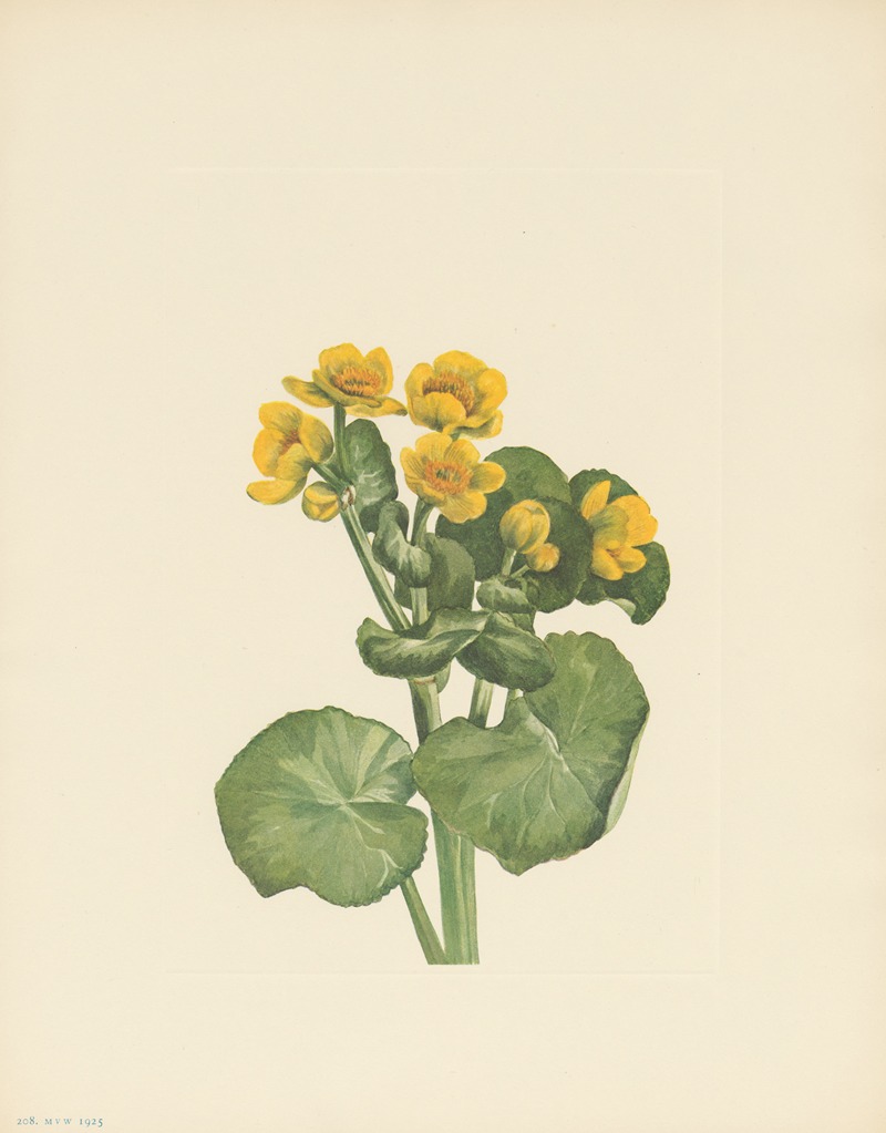 Marshmarigold (Caltha palustris) by Мэри Вокс Уолкотт, 1925 — digital art print download