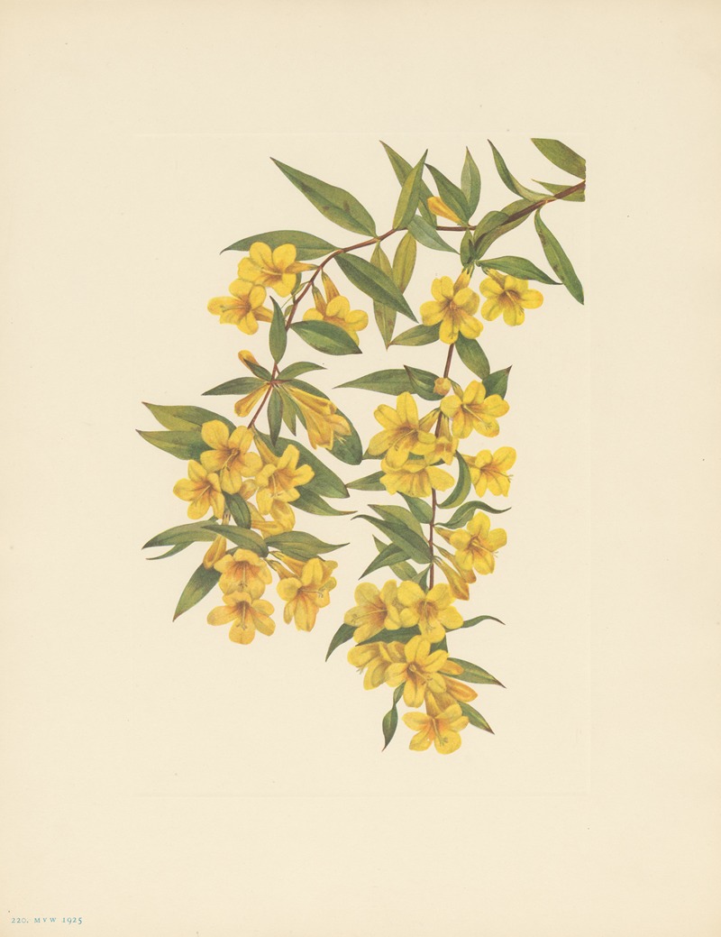 Carolina Jessamine (Gelsemium sempervirens) by Мэри Вокс Уолкотт, 1925 — digital art print download