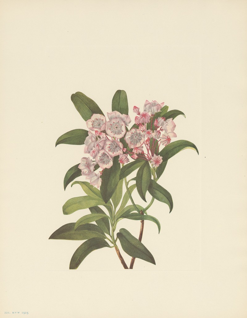 Mountain-laurel (Kalmia latifolia) — Mary Vaux Walcott