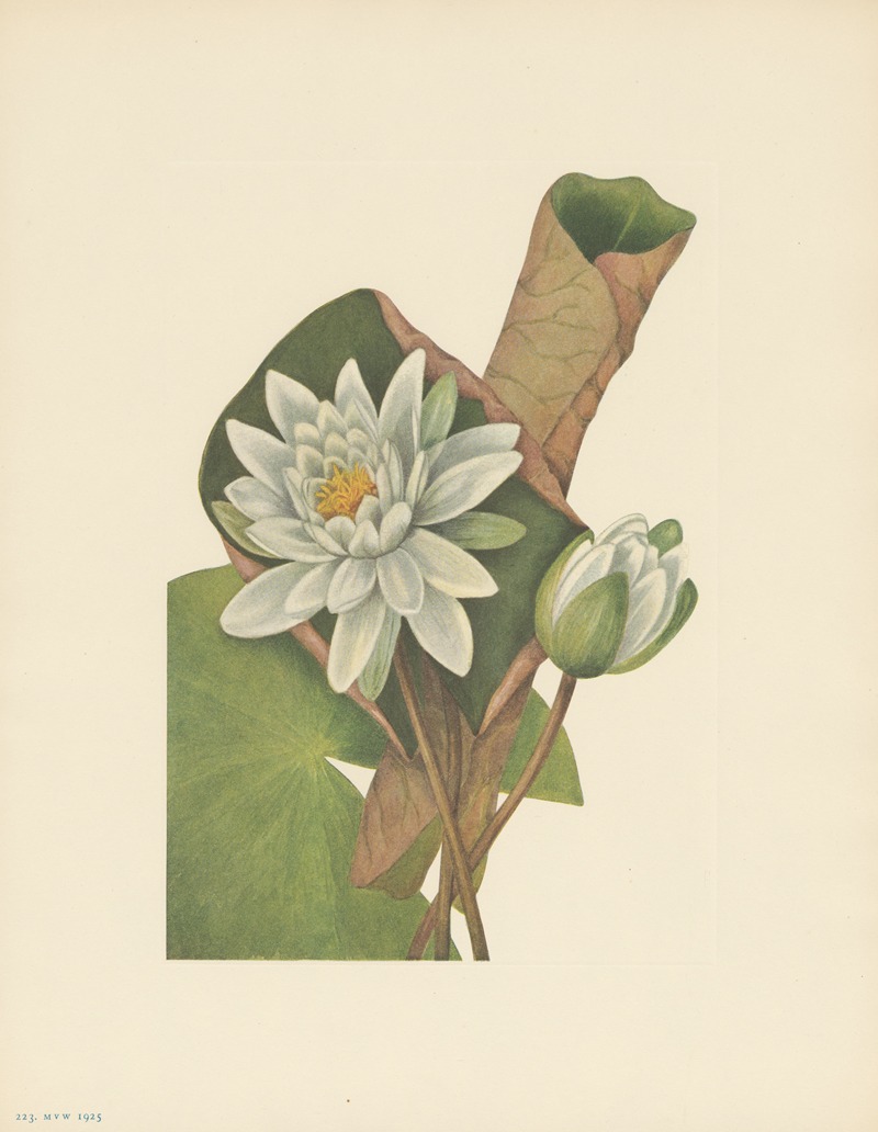 American Waterlily (Castalia odorata) — Mary Vaux Walcott
