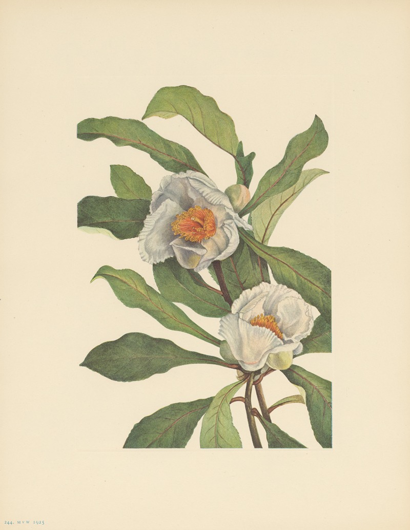 Franklinia (Pranklinia alatamaha) by Мэри Вокс Уолкотт, 1925 — digital art print download