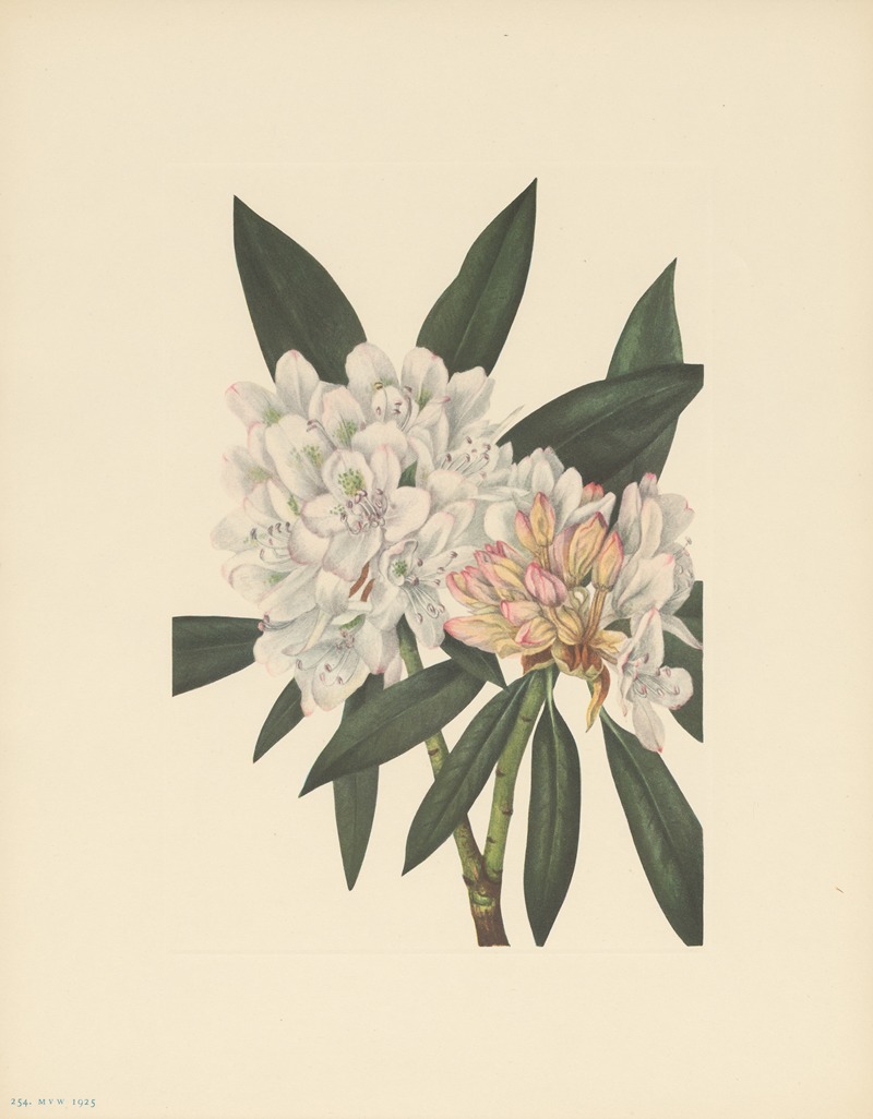 Rosebay Rhododendron (Rhododendron maximum) by Мэри Вокс Уолкотт, 1925 — digital art print download