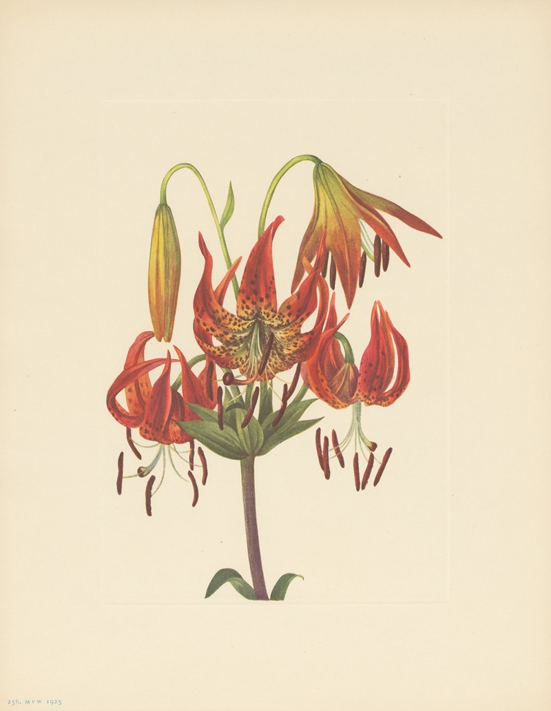 Turkscap Lily (Lilium superbum) by Мэри Вокс Уолкотт, 1925 — digital art print download