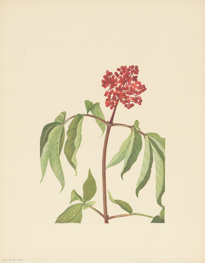 Scarlet Elder (Sambucus pubens) by Мэри Вокс Уолкотт, 1925 — digital art print download