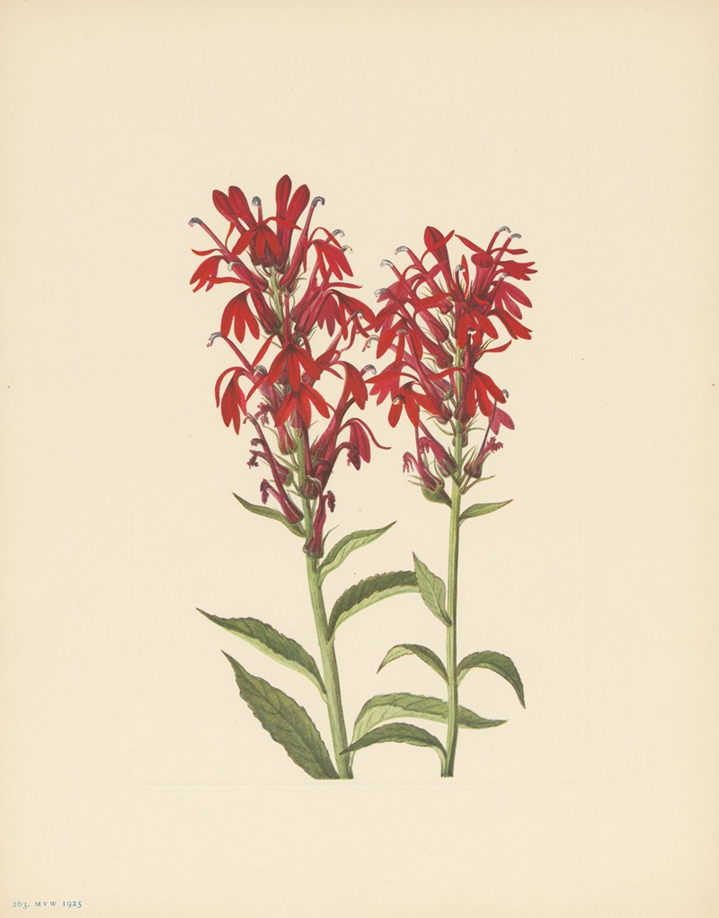 Cardinalflower (Lobelia cardinalis) by Мэри Вокс Уолкотт, 1925 — digital art print download