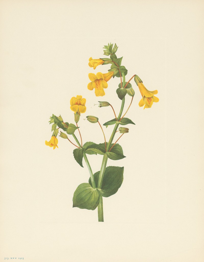 Western Monkeyflower (Mimulus guttatus) by Мэри Вокс Уолкотт, 1925 — digital art print download