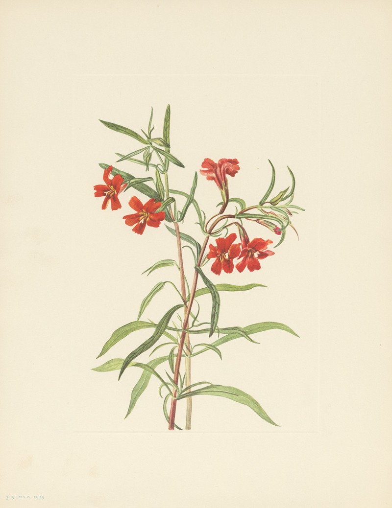 Red Monkeyflower (Diplacus puniceus) by Mary Vaux Walcott, 1925 — digital art print download