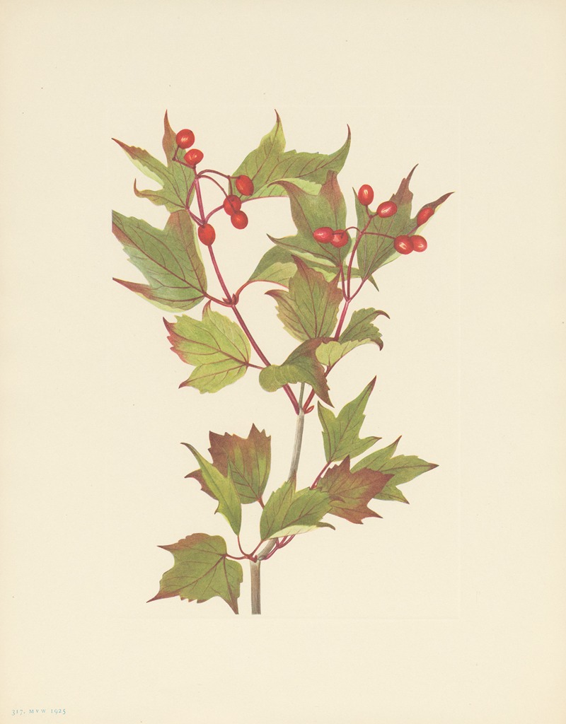 Cranberrybush (Viburnum pauciflorum) — Мэри Вокс Уолкотт