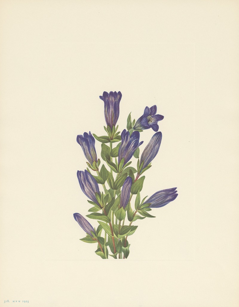 Ruff Gentian (Gentiana calycosa) — Mary Vaux Walcott