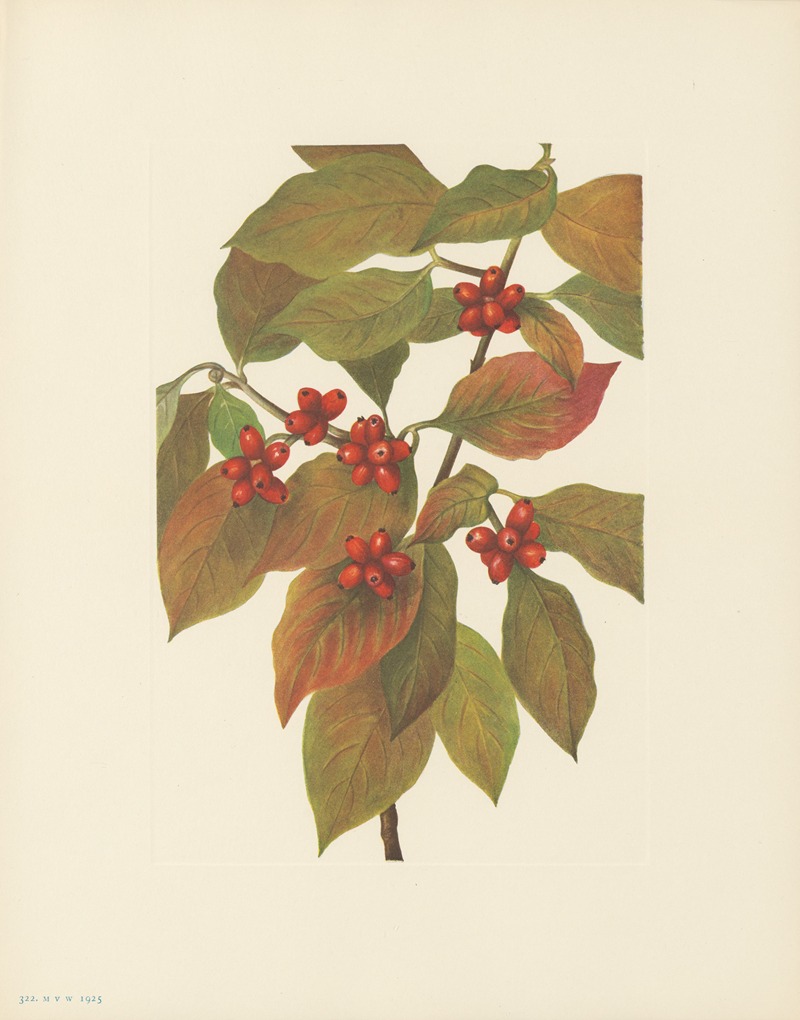 Flowering Dogwood (fruit) (Cornus florida) by Мэри Вокс Уолкотт, 1925 — digital art print download